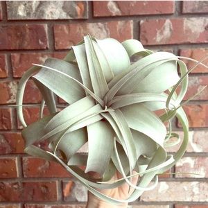 SOLD OUT ✨ Beautiful Xerographica Air Plant